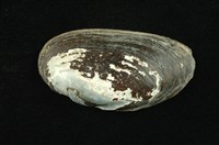 藏品(石蚌)的圖片